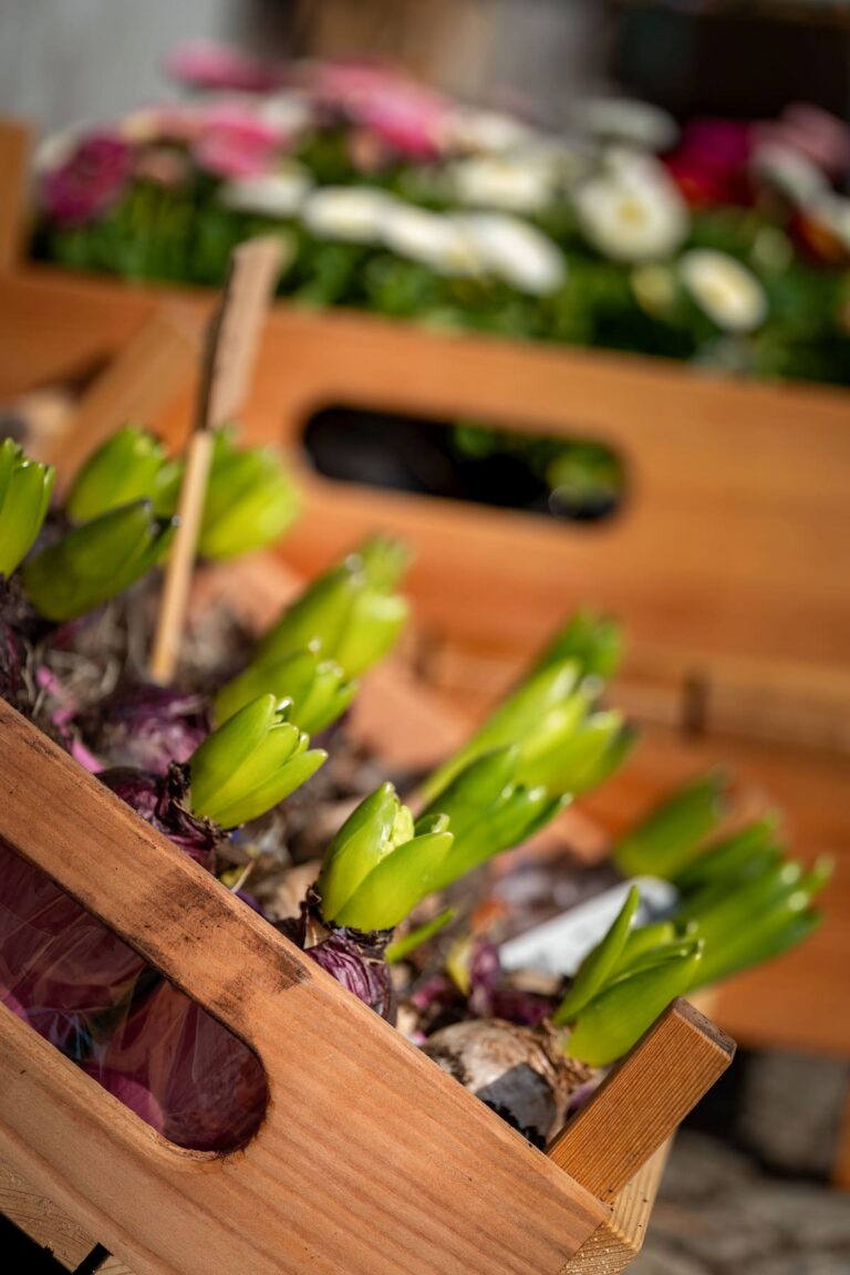 Foto von Gundula Vogel: https://www.pexels.com/de-de/foto/holzkisten-mit-fruhlingsblumenzwiebeln-im-garten-31098425/