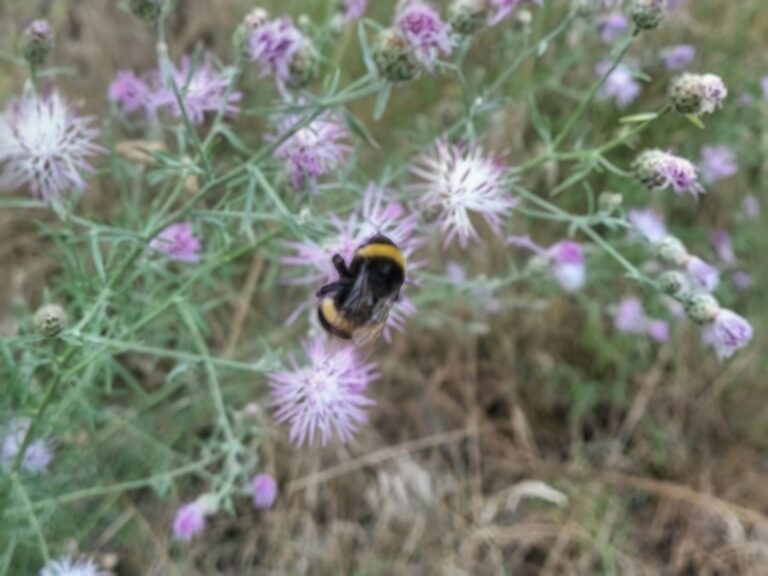 Bestäubende Hummel auf violetten Blüten in einem naturnahen Garten