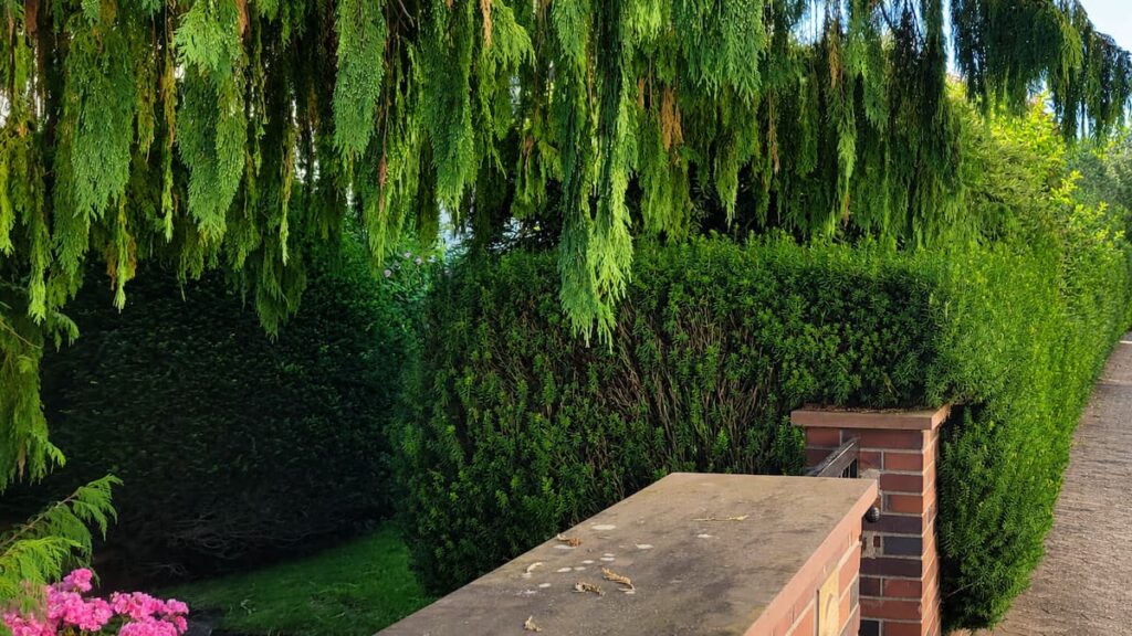Dicht geschnittene Eibenhecke neben gemauerten Gartenpfeilern unter überhängenden Nadelzweigen
