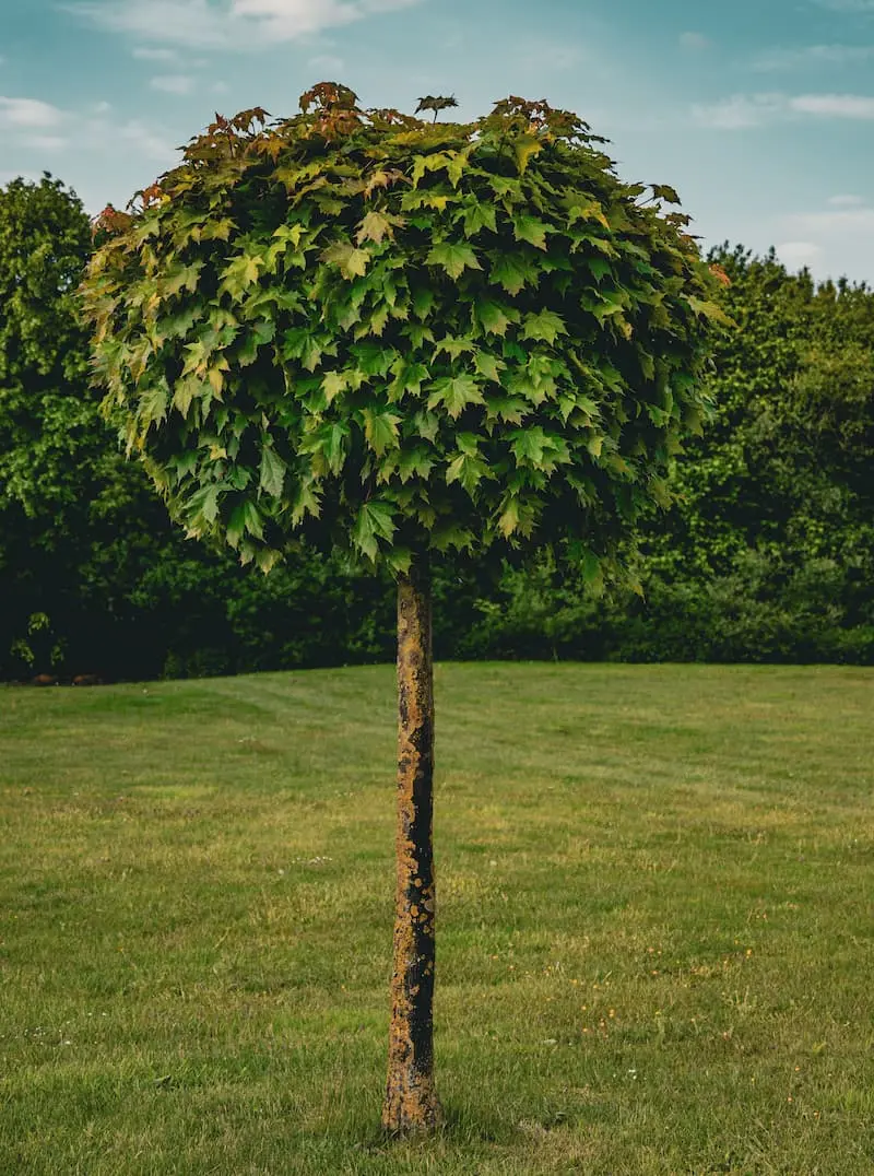 Ein Kugelahorn ist ein für kleine Gärten geeigneter Baum