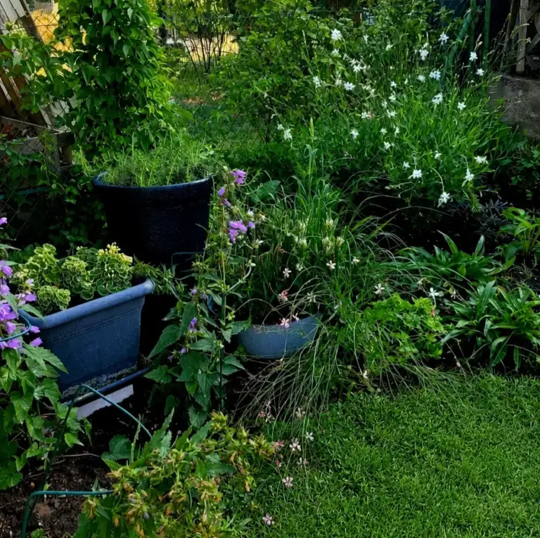 Ein Bild auf der Teile der Bepflanzung in Sarahs eigenem Garten abgebildet sind
