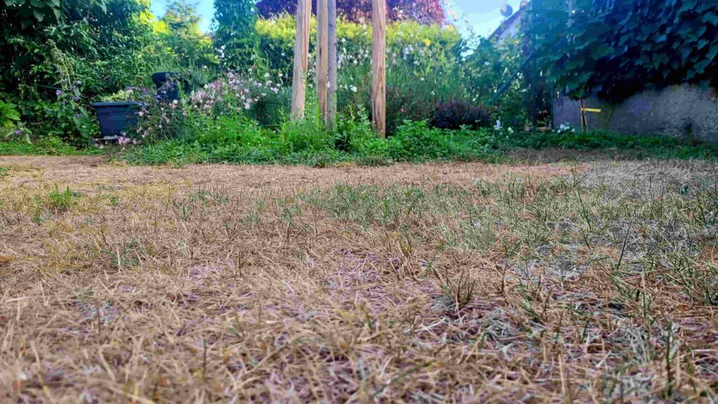 Verbrannter und ausgetrockneter Rasen mit einzelnen grünen Halmen in einem Garten