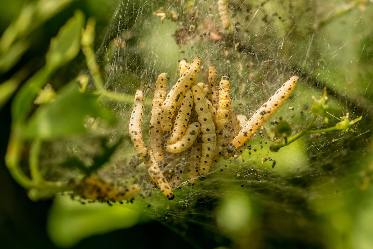 Vom Buchsbaumzünsler befallener Buchsbaum mit Fraßschäden im Garten
