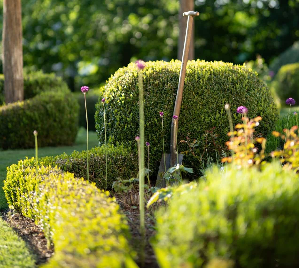 Eine Hecke wurde vor ein paar Wochen neu gepflanzt und nun zum ersten mal geschnitten. Im Hintergrund steckt eine Schaufel im Boden.