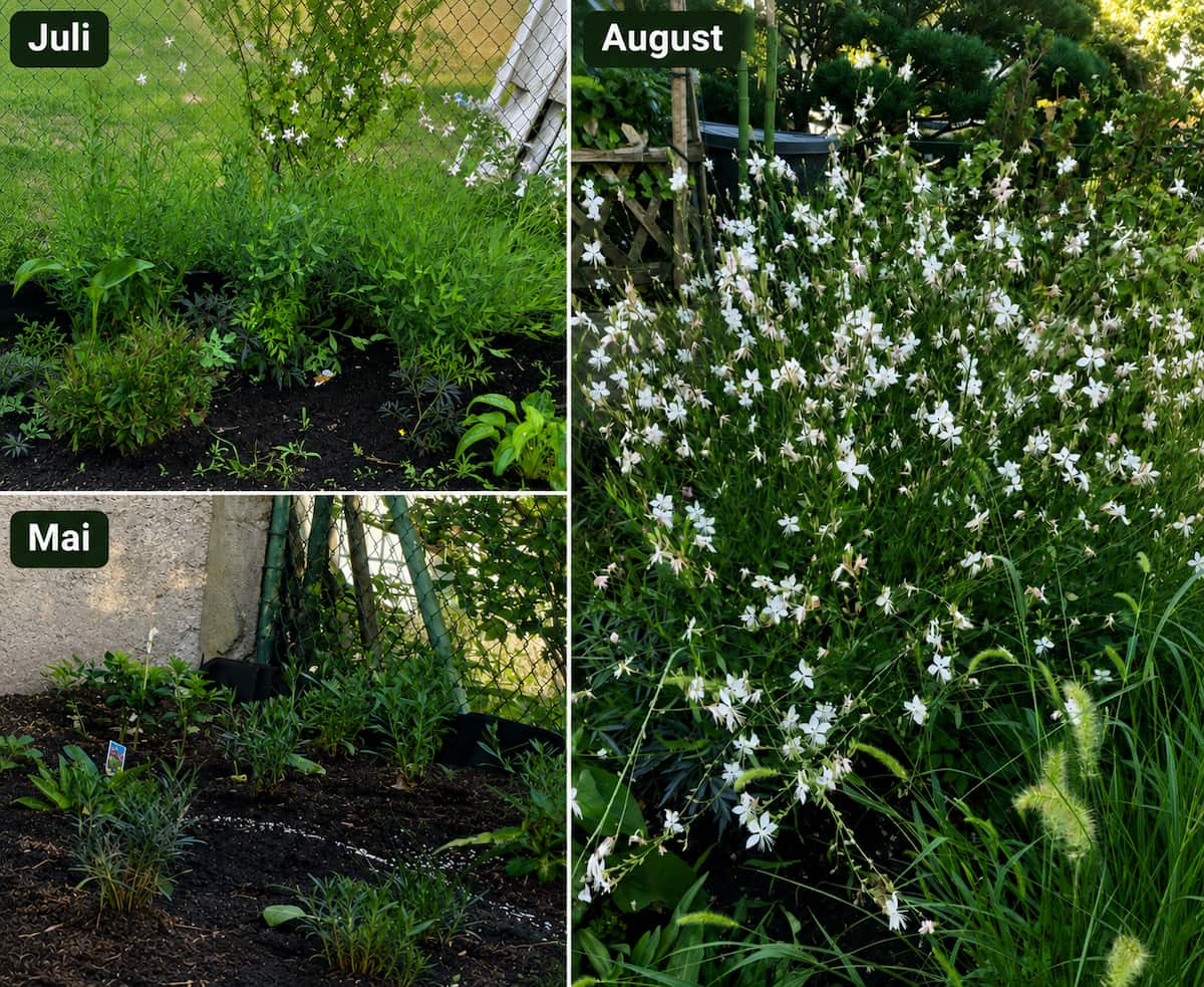 Prachtkerze – Gaura 'weiß' im Garten im Verlauf von Mai, Juli und August
