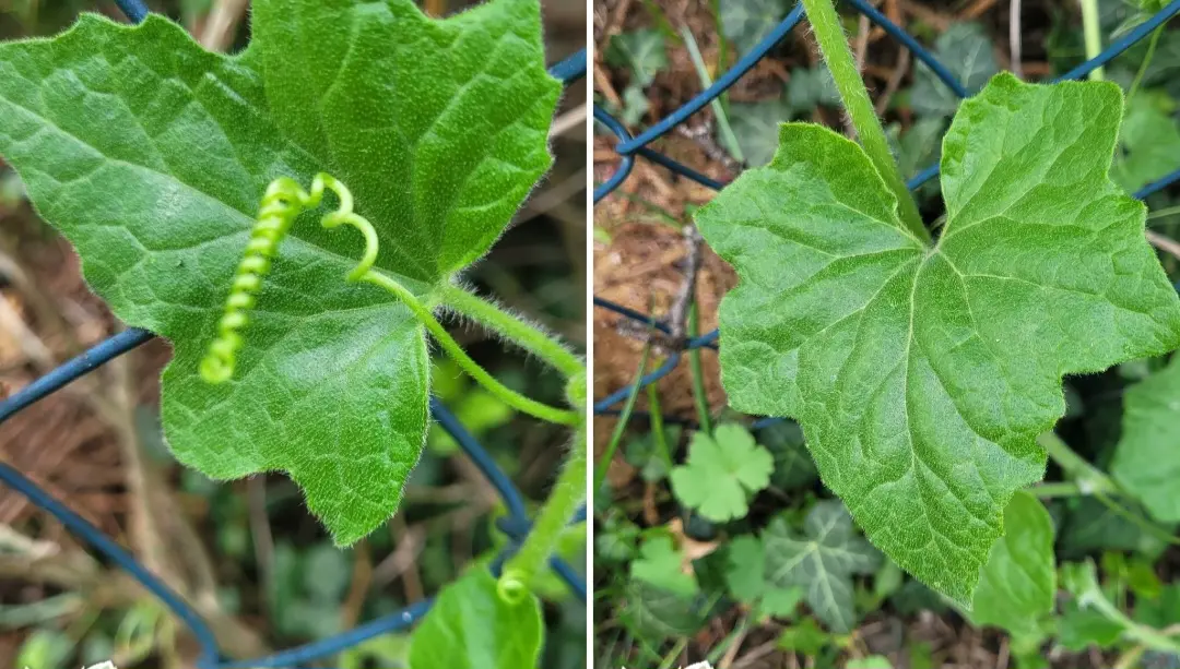 Schwarzbeerige Zaunrübe rankt im Garten am Zaun