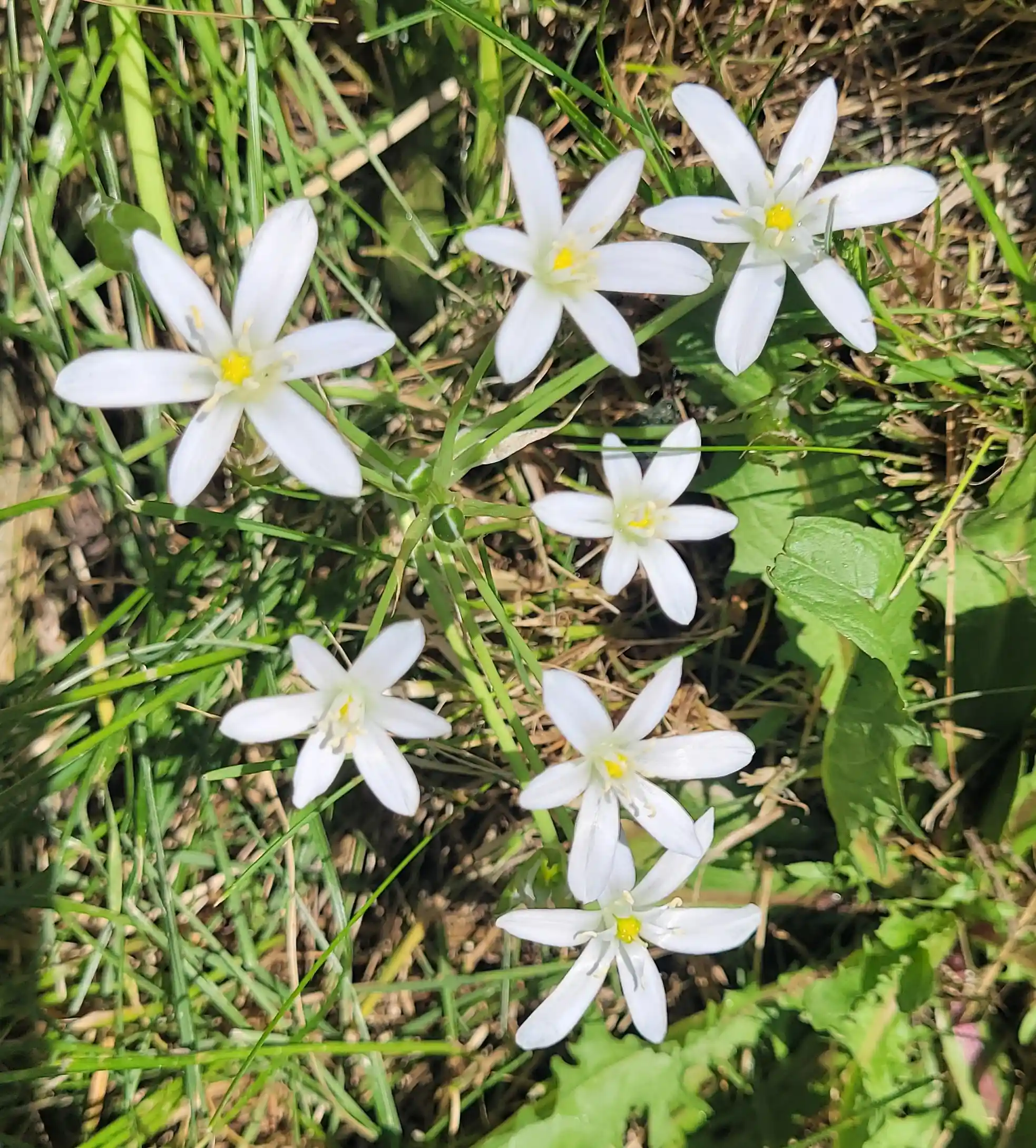 Dolden-Milchstern mit weißen Blüten im Garten