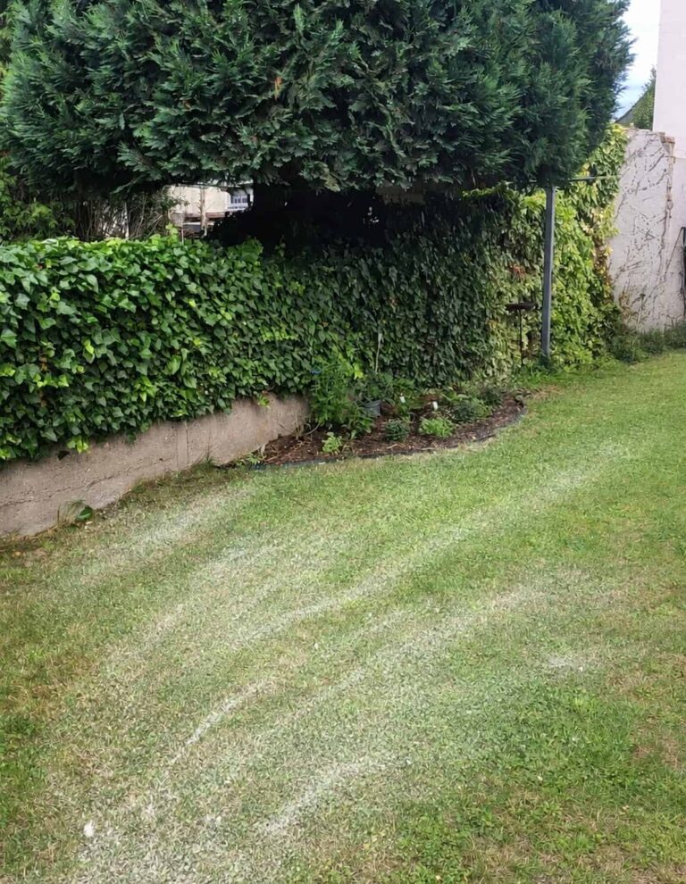 Rasenfläche im Garten mit frisch ausgebrachtem Rasenkalk