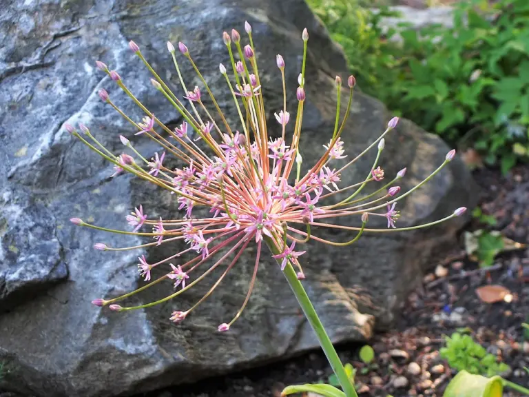 Bild einer pinken Allium Schubertii auch bekannt als Schubert-Lauch vor einem Stein in der Natur. Im Garten zählt sie zu den außergewöhnlichen Blumenzwiebeln bzw. Pflanzen.