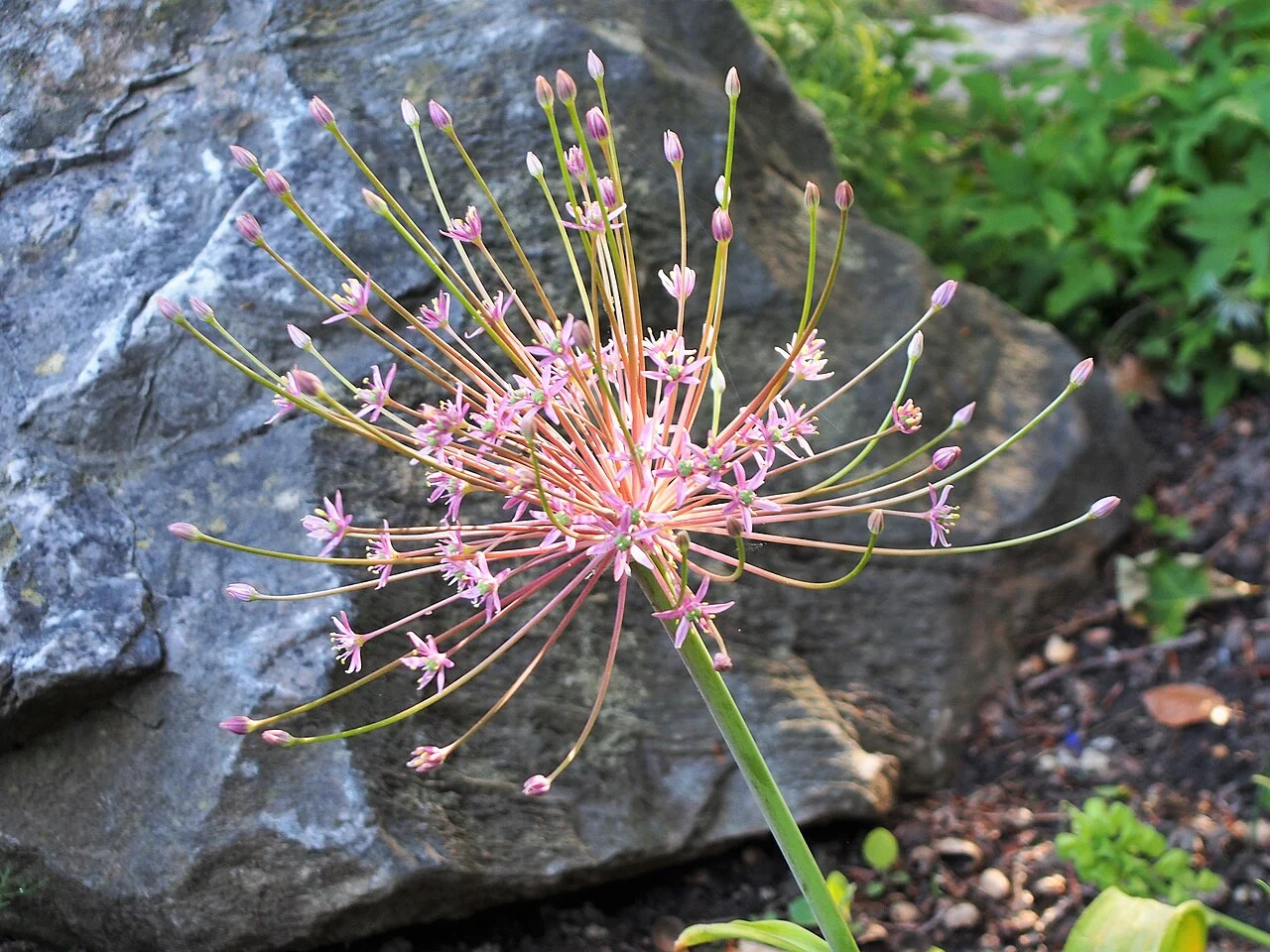 Bild einer pinken Allium Schubertii auch bekannt als Schubert-Lauch vor einem Stein in der Natur. Im Garten zählt sie zu den außergewöhnlichen Blumenzwiebeln bzw. Pflanzen.