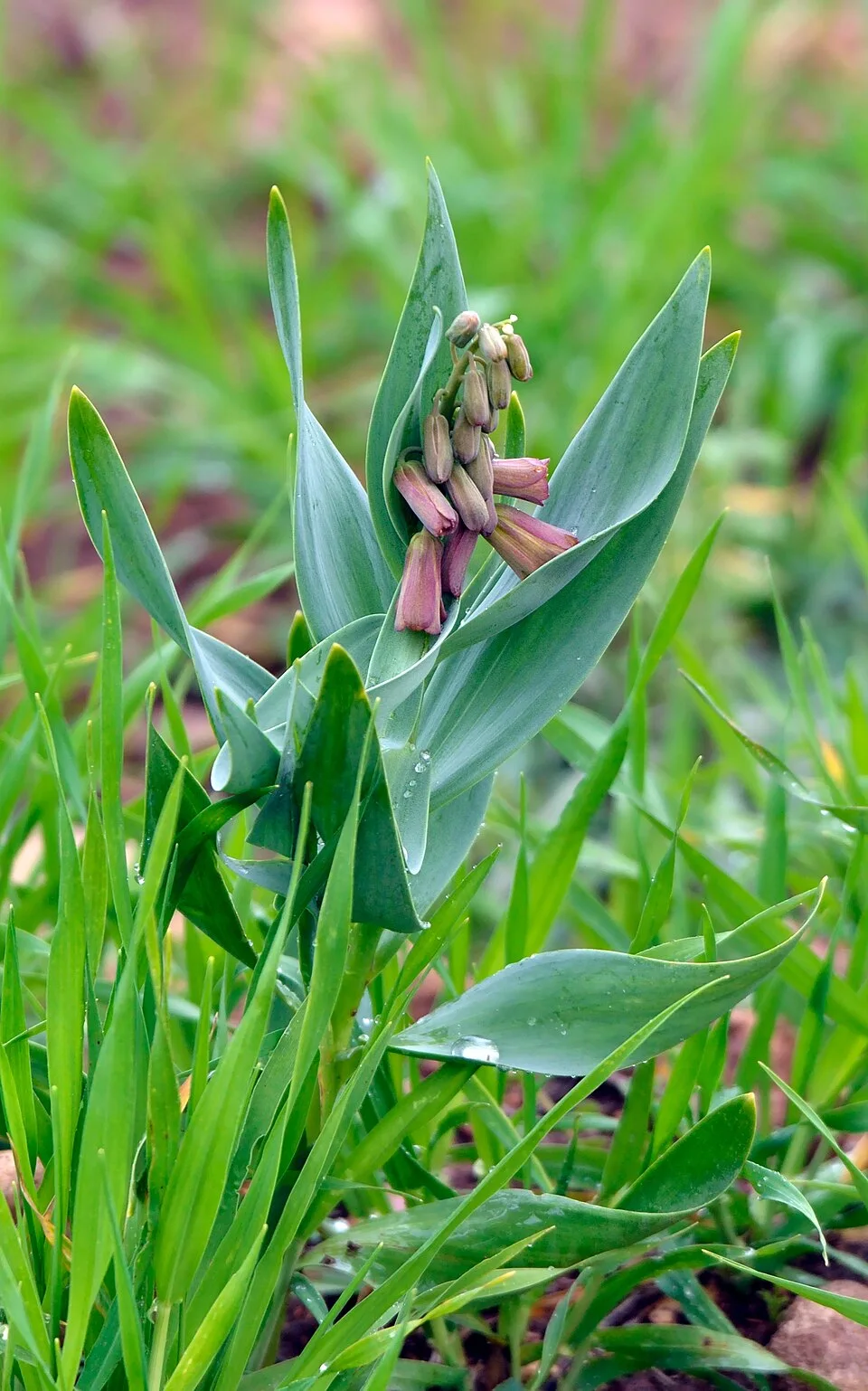 Die Persische Kaiserkrone Fritillaria persica mit dunkelvioletten Glockenblüten zählt zu den imposanten Pflanzen die aus außergewöhnlichen Blumenzwiebeln wachsen
