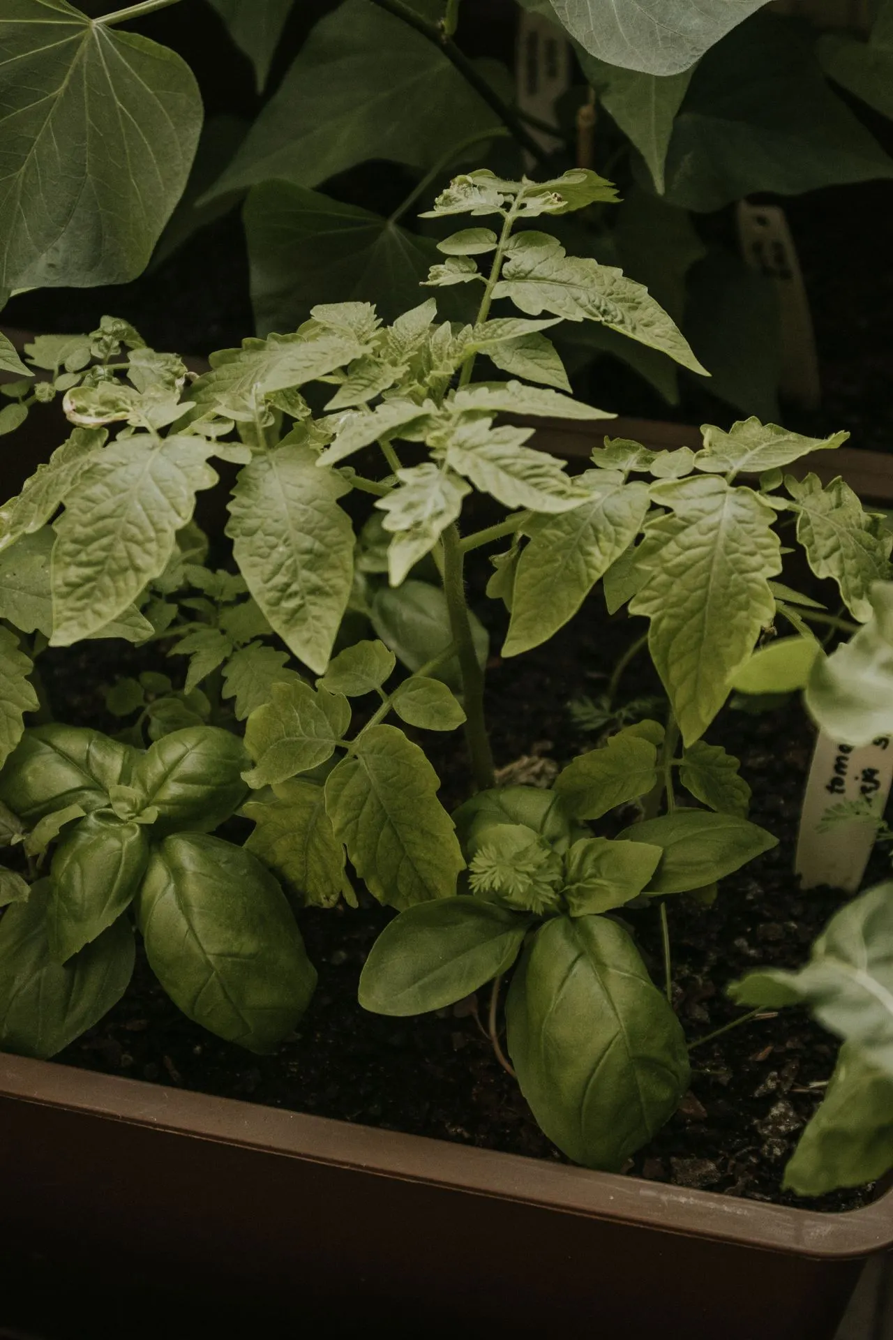 Tomatenpflanzen und Basilikum wachsen gemeinsam in einem Indoor-Garten