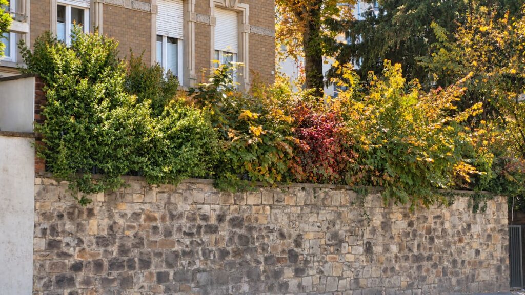 Hecke mit grüner, gelber und rötlicher Herbstfärbung entlang einer Gartenmauer