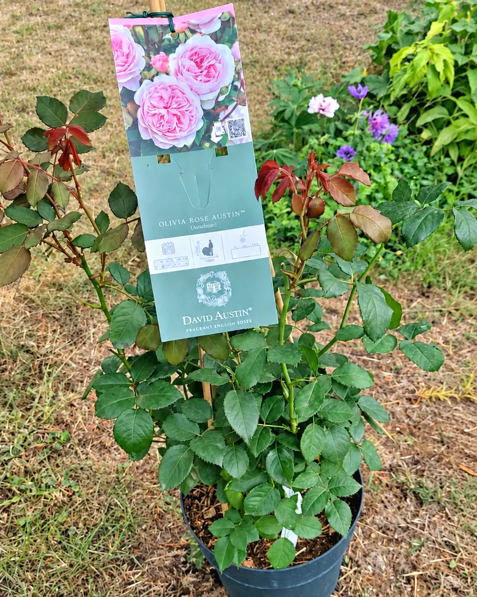 Die rosafarbene Rose Olivia Rose Austin nach dem Gartentag