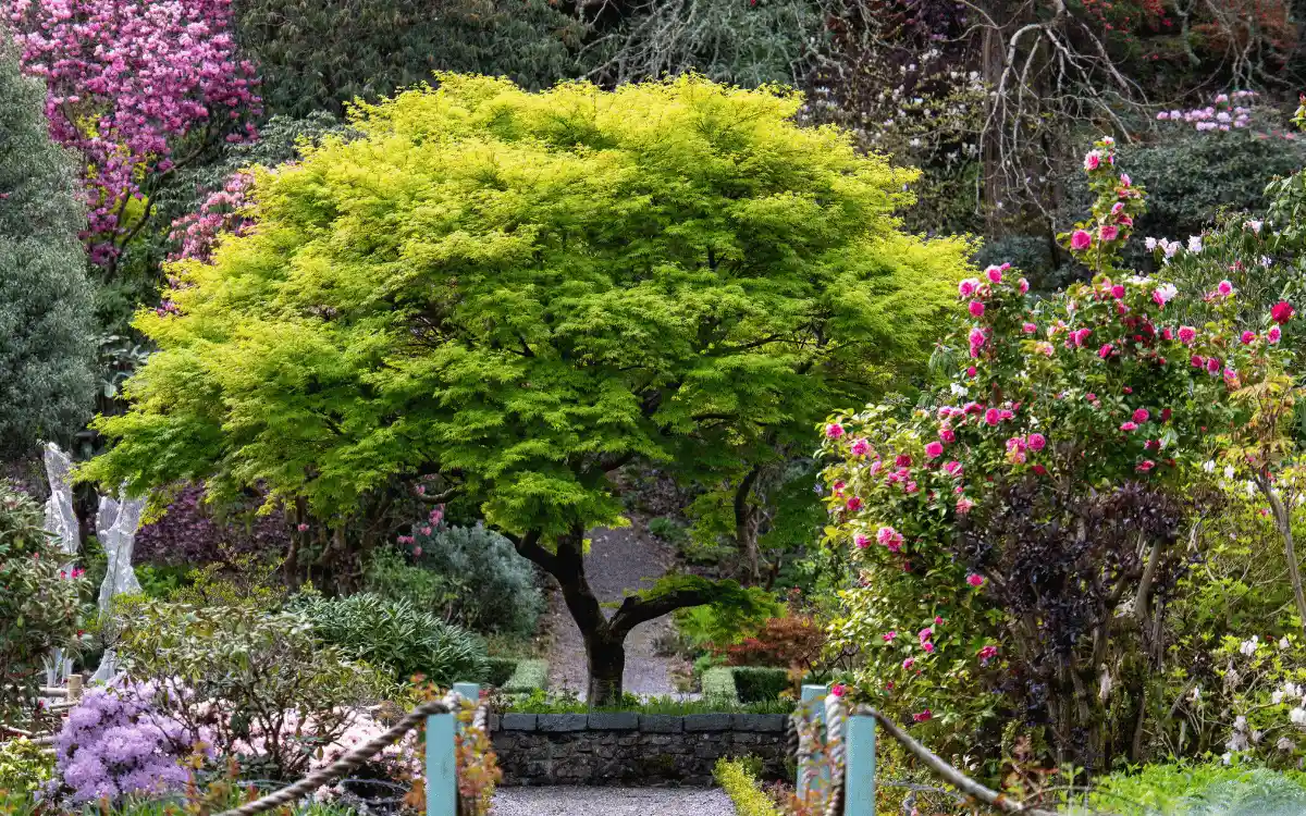 Gartenbaum mit grüner Krone in einem gestalteten Garten