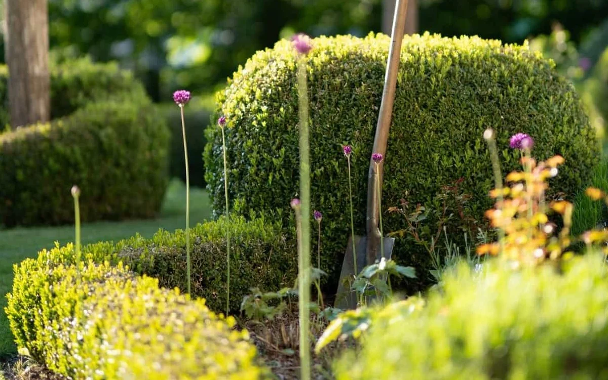 Dichte grüne Hecke als Sichtschutz im Garten