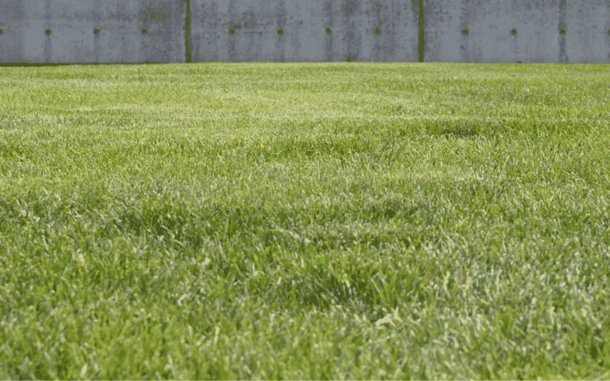 Dichte grüne Rasenfläche in einem Garten