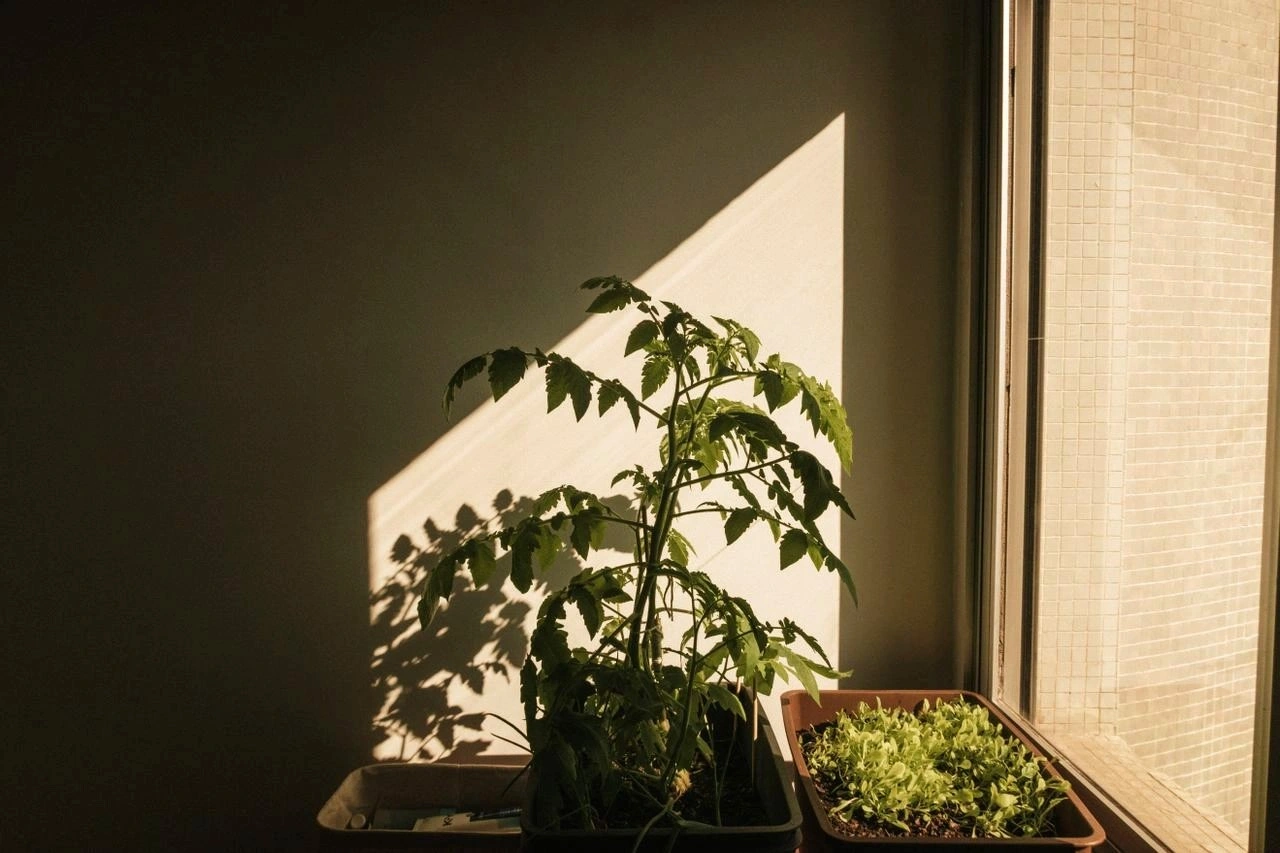 Indoor-Garten mit Tomatenpflanze und jungen Salatpflanzen an einem sonnigen Fenster
