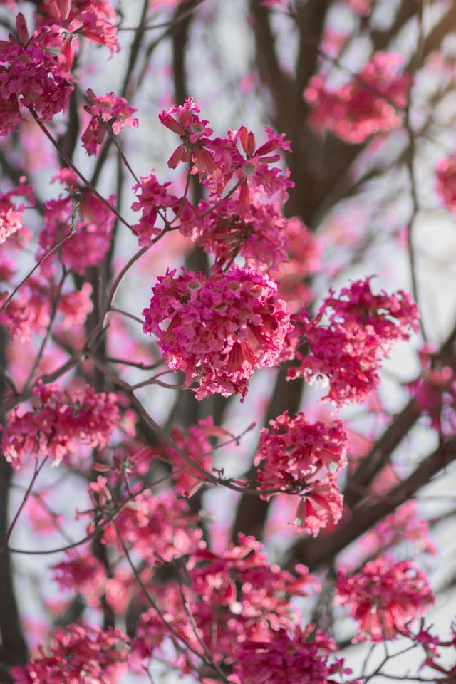 Blüten eines Trompetenbaums zwischen grünen Blättern