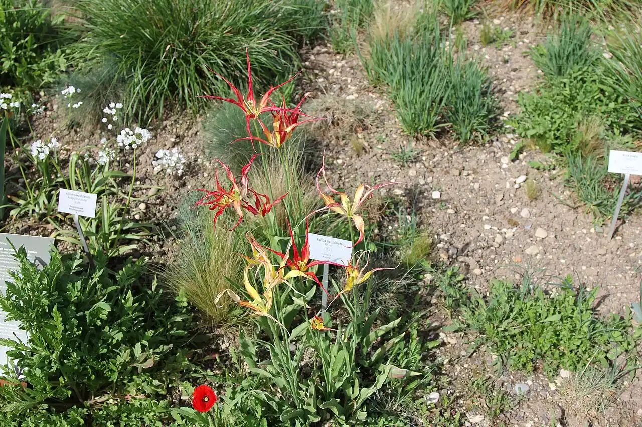 Spitztulpe Tulipa acuminata mit langen gelb-roten spitzen Blütenblättern