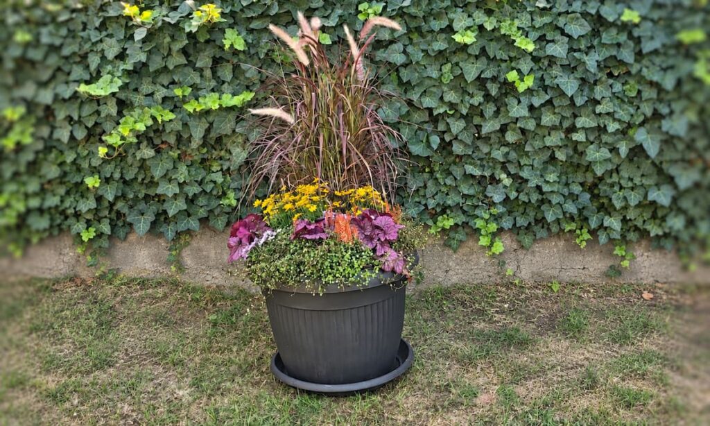 Ein bisschen Herbst für den Baustellengarten