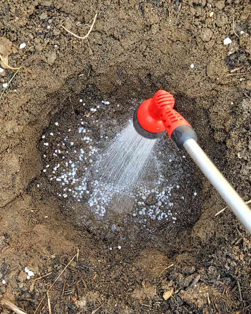 Pflanzloch der Säulennektarine wird vor dem Einsetzen mit Wasser gegossen