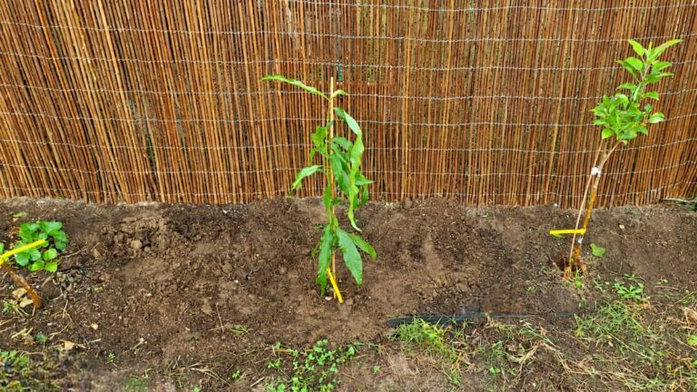 Frisch gepflanzte Säulennektarine Licecol im Baustellengarten