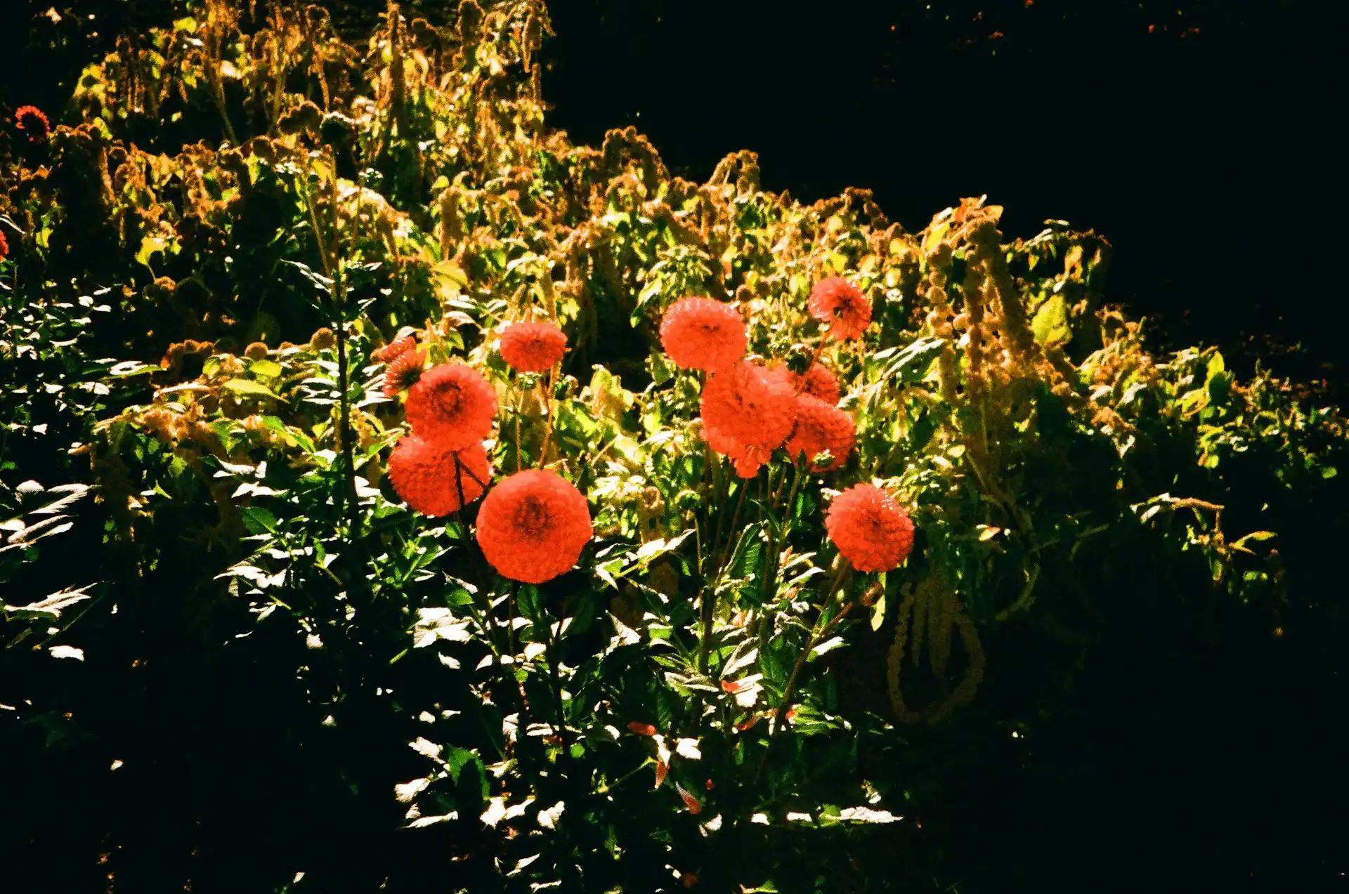 Orange blühende Dahlien im Garten vor dem Überwintern