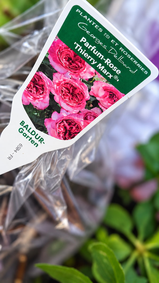 Pflanzenetikett der Delbard-Rose Thierry Marx mit rosa Blüten