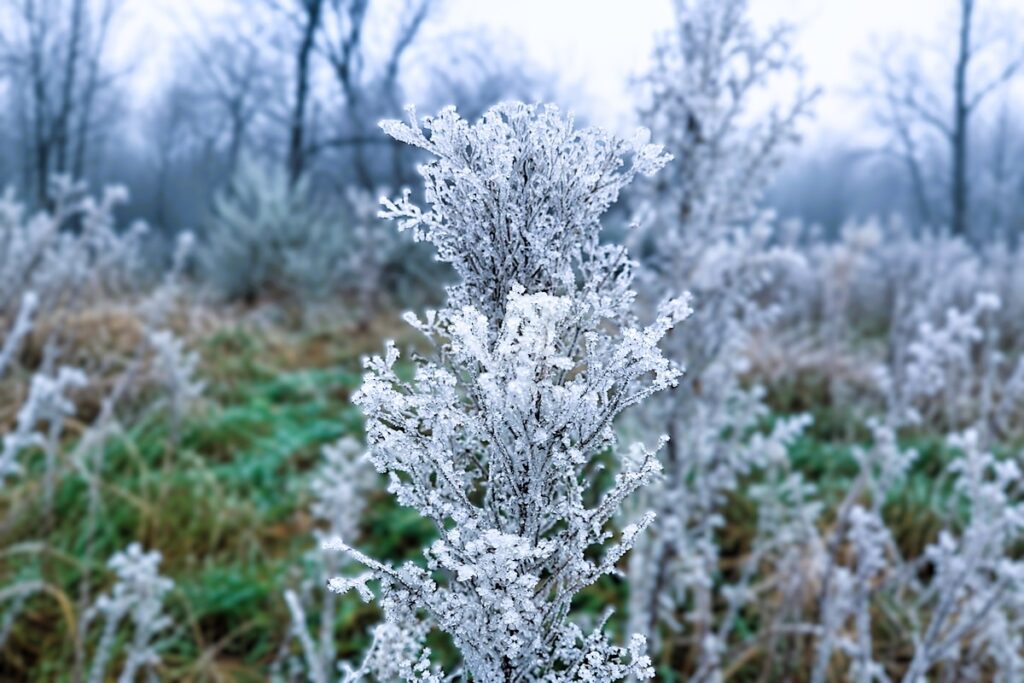Mit Raureif überzogener Pflanzenstängel in einem winterlichen Garten
