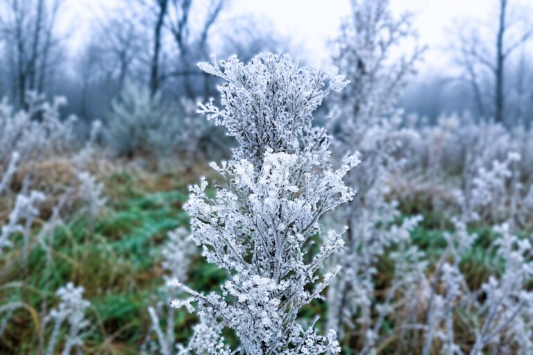 Mit Raureif überzogener Pflanzenstängel in einem winterlichen Garten