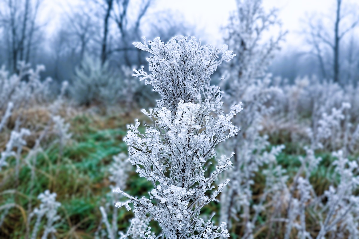 Mit Raureif überzogener Pflanzenstängel in einem winterlichen Garten