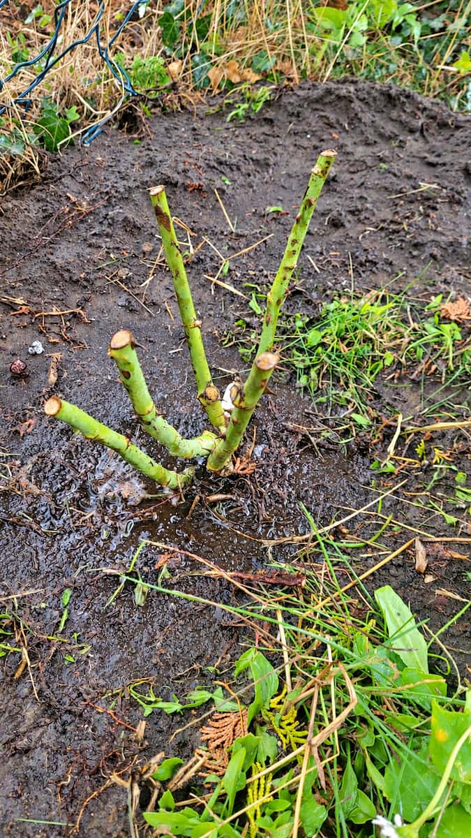 Frisch gepflanzte Rose nach dem gründlichen Angießen im feuchten Gartenboden