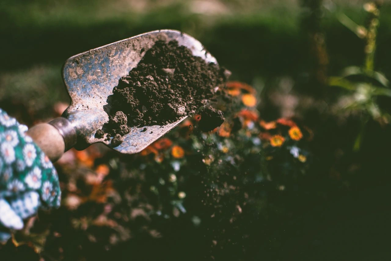 Gartenarbeit mit Spaten beim Ausgraben im Herbst