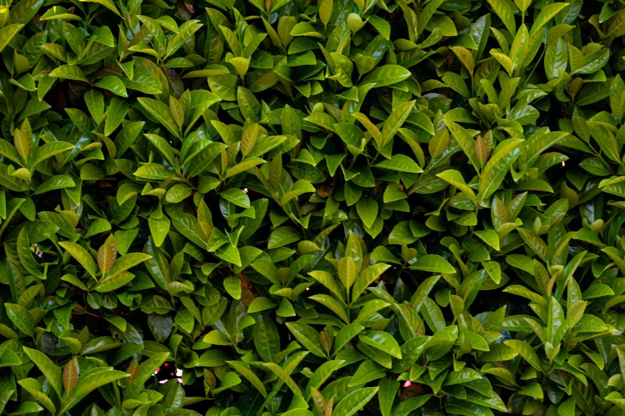Dichte immergrüne Kirschlorbeer-Hecke mit glänzend grünen Blättern