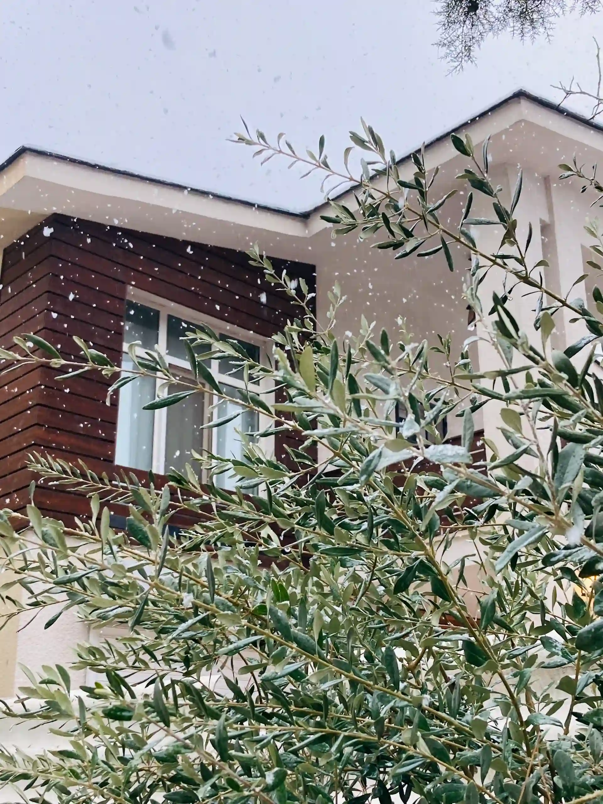 Olivenbaum vor einem Haus im Schnee