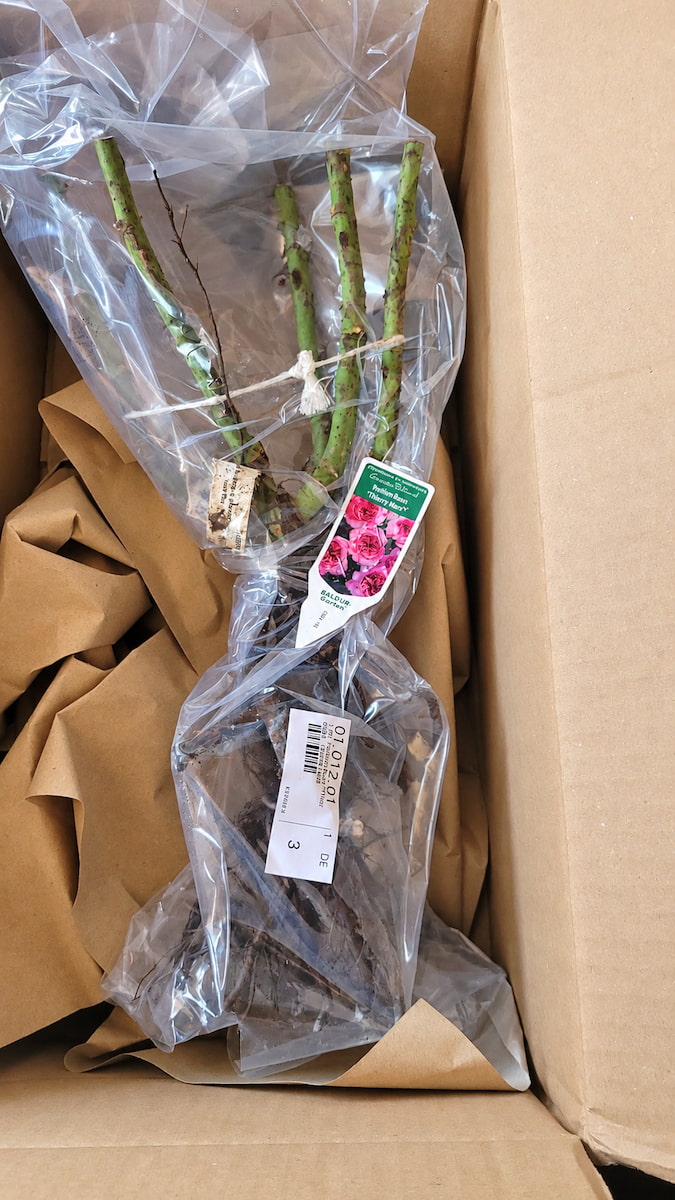 Wurzelnackte Rose Thierry Marx im geöffneten Versandkarton