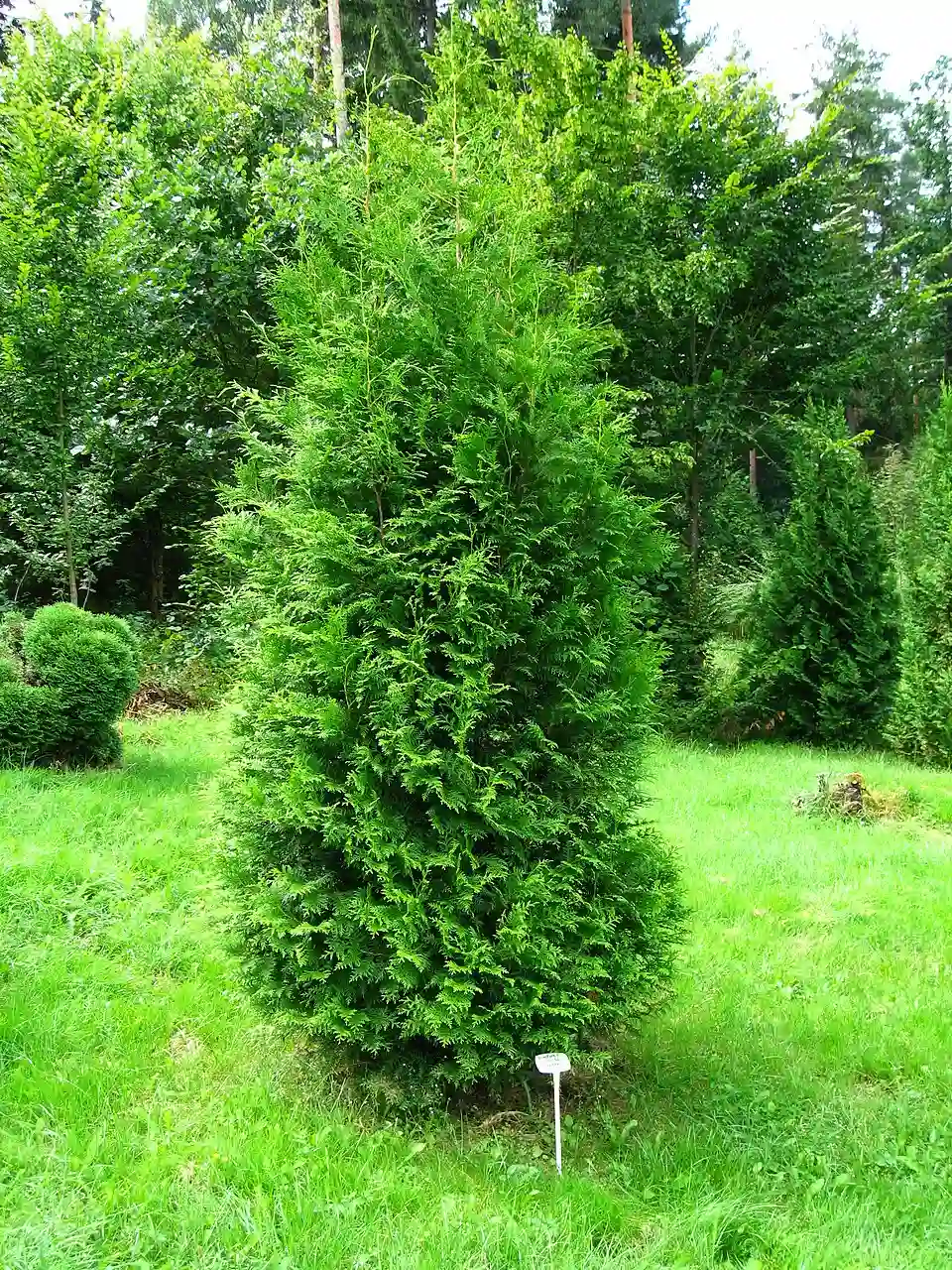 Thuja occidentalis 'Brabant' mit lockerem aufrechtem Wuchs