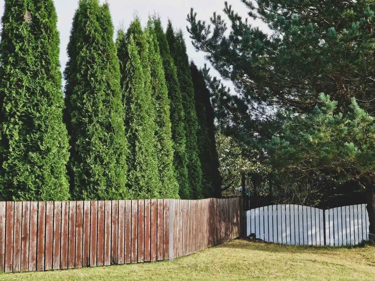 Dichte Thuja-Hecke hinter einem Holzzaun als immergrüner Sichtschutz