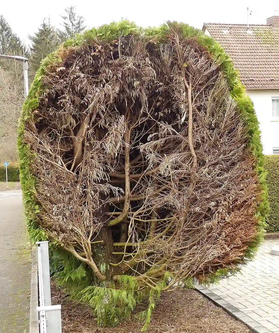 Ältere Thuja-Hecke mit braunem und verkahltem Inneren