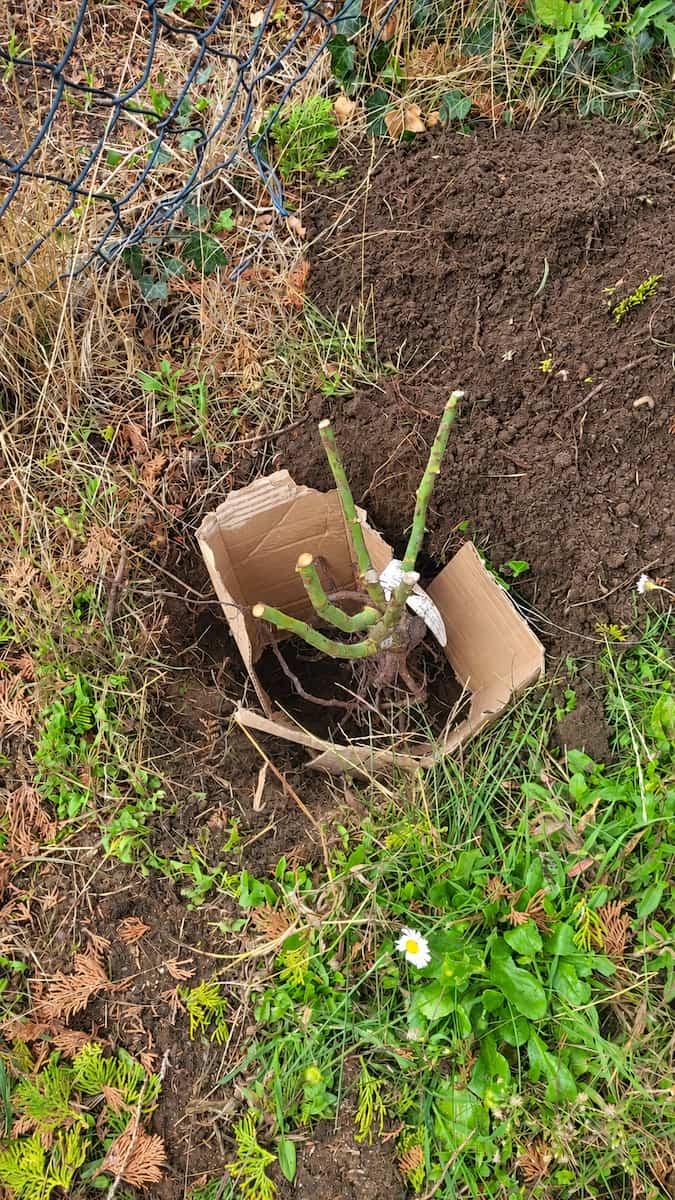 Wurzelnackte Rose im Pflanzloch mit Karton als temporärer Abgrenzung