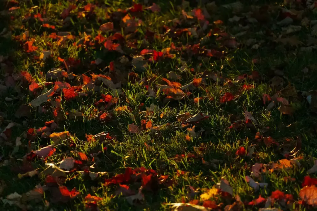 Herbstlaub auf einer grünen Rasenfläche