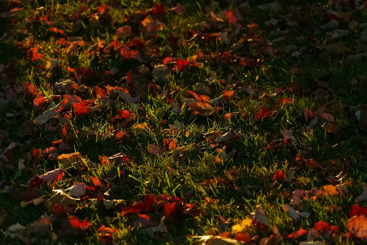 Herbstlaub auf einer grünen Rasenfläche