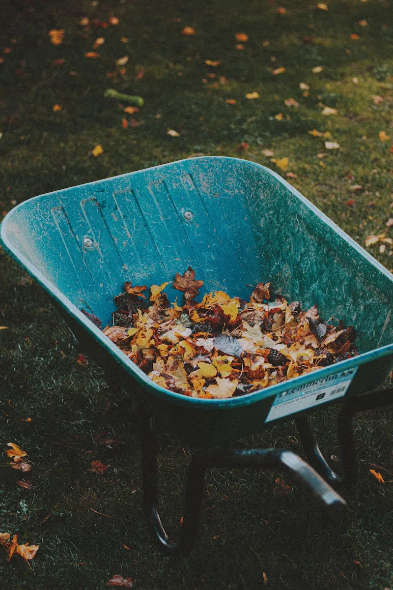 Schubkarre voller Herbstlaub auf einer grünen Rasenfläche