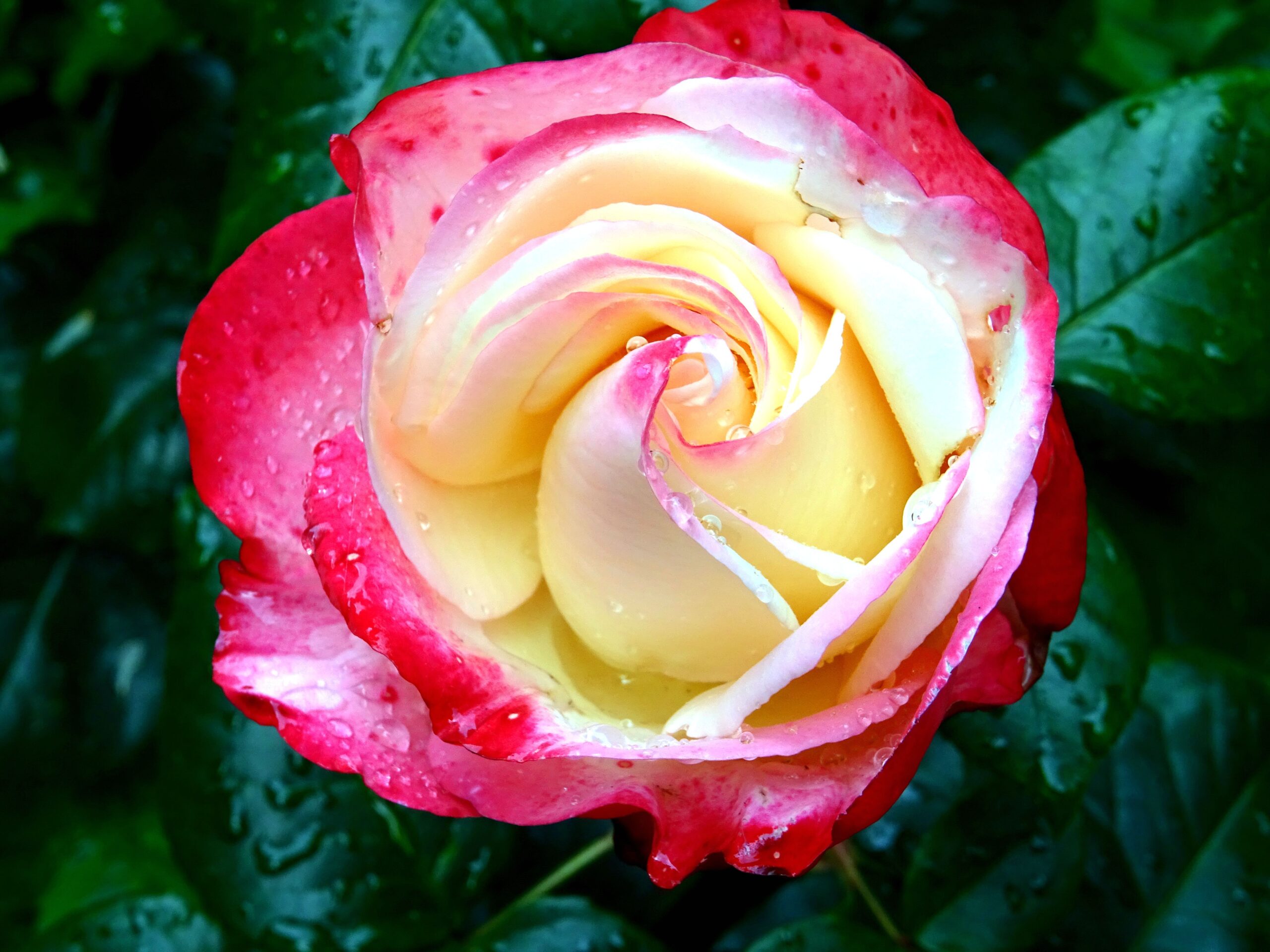 Nahaufnahme einer Rose mit pinken äußeren Blütenblättern und weiß-hellgelbem Zentrum