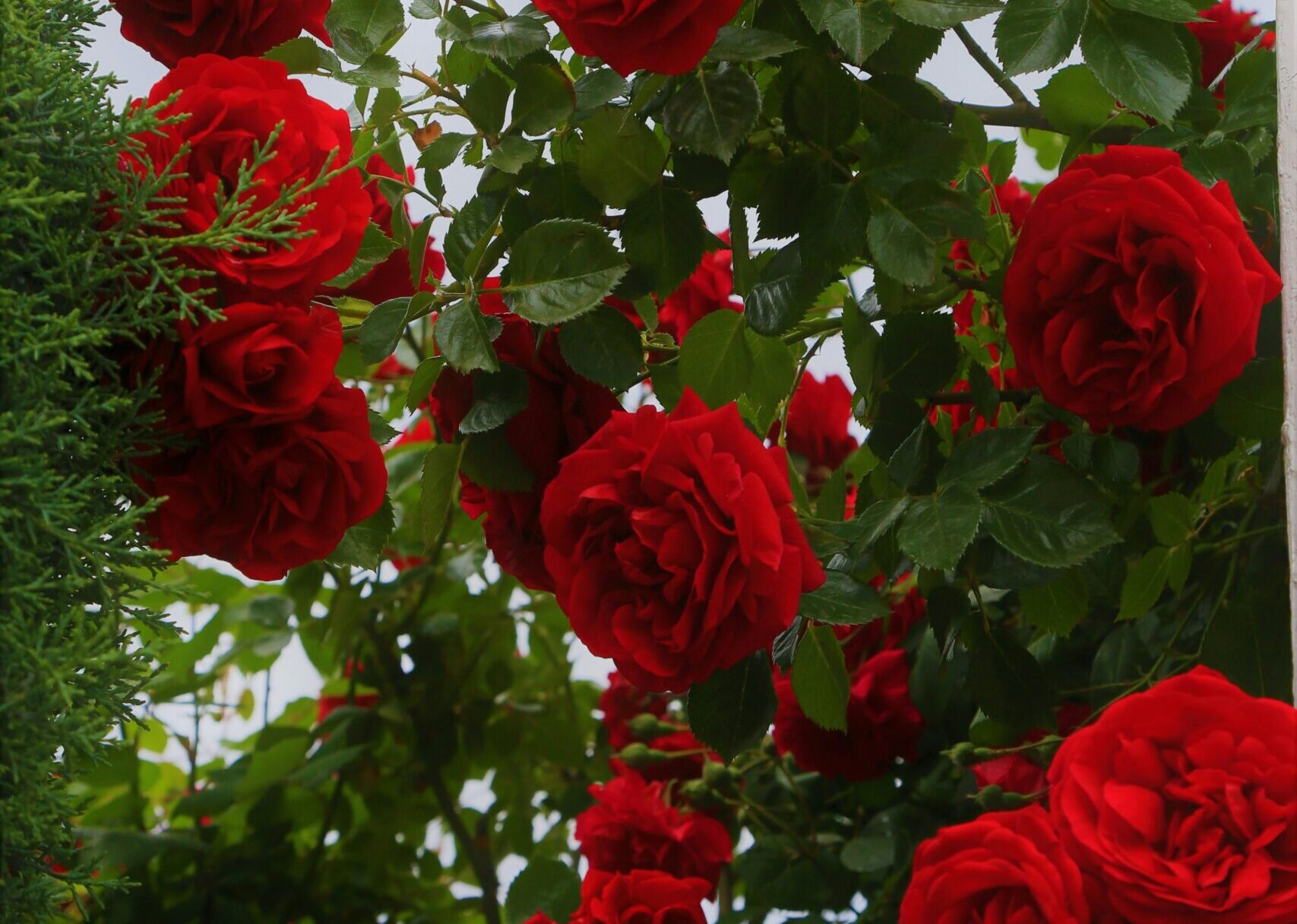 Dunkelrote Rosenblüten an einem dicht belaubten Rosenstrauch